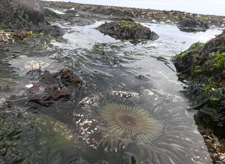 Sea Anemone